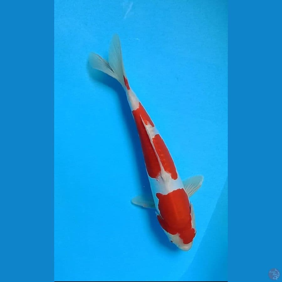 Kohaku Doitsu