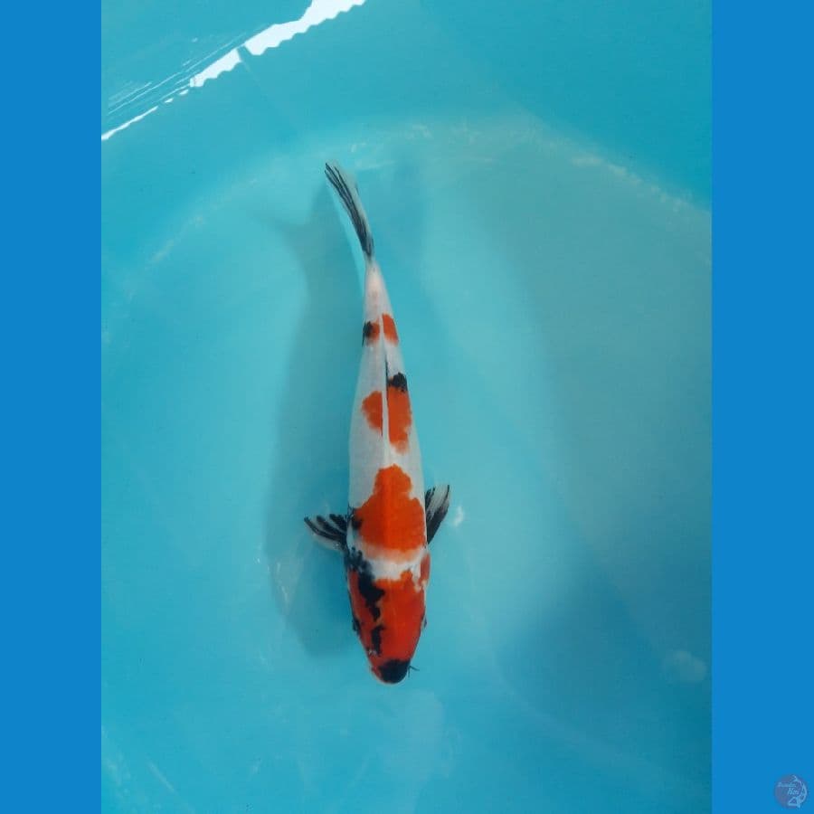 Showa Petir 30cm