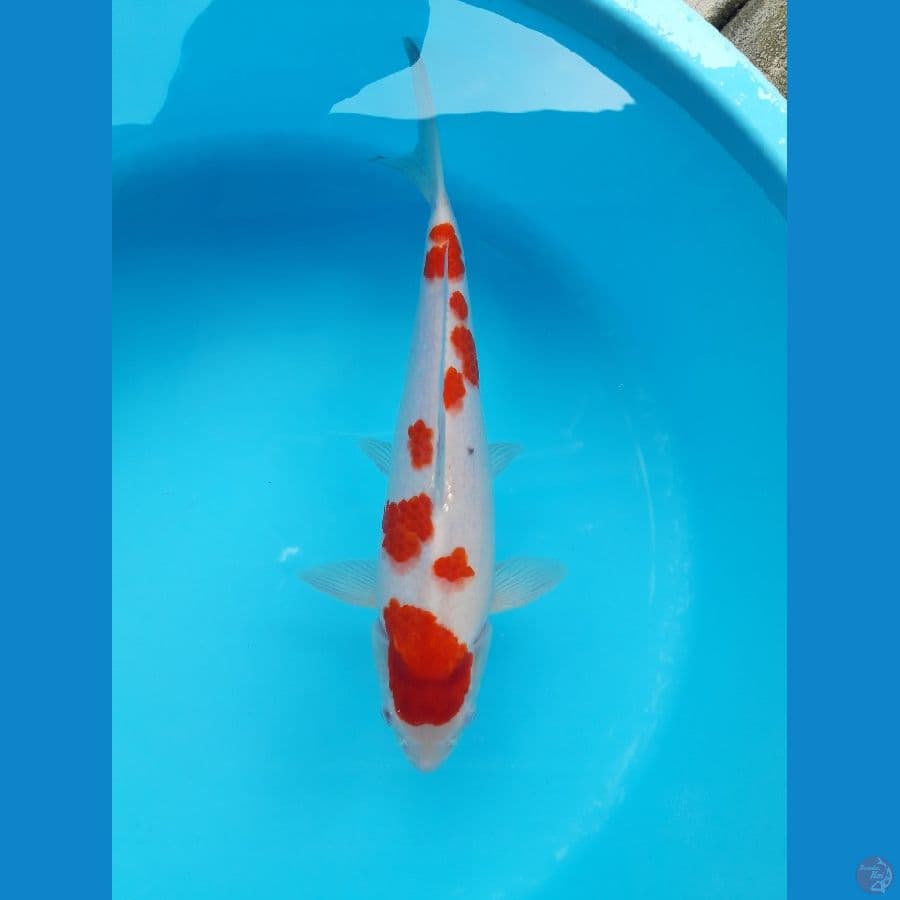 Kohaku Sakura Male Ori 35cm