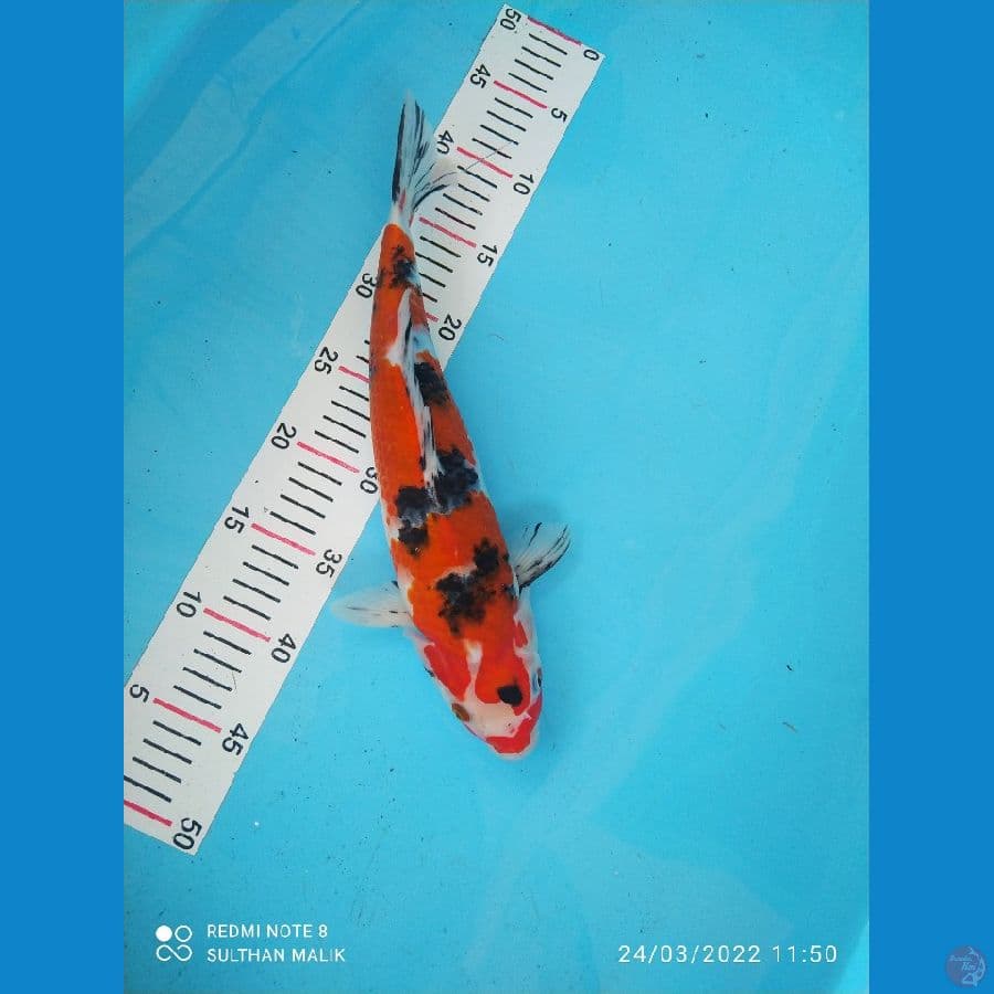 sanke 35 cm original
