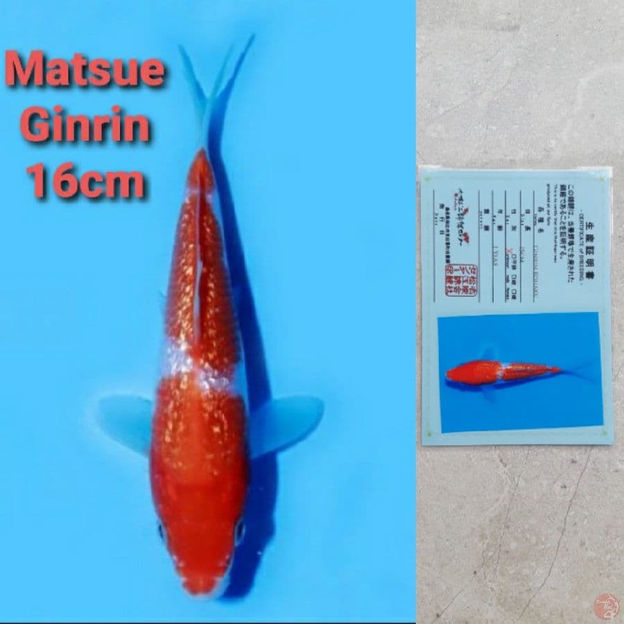 MATSUE GINRIN KOHAKU
