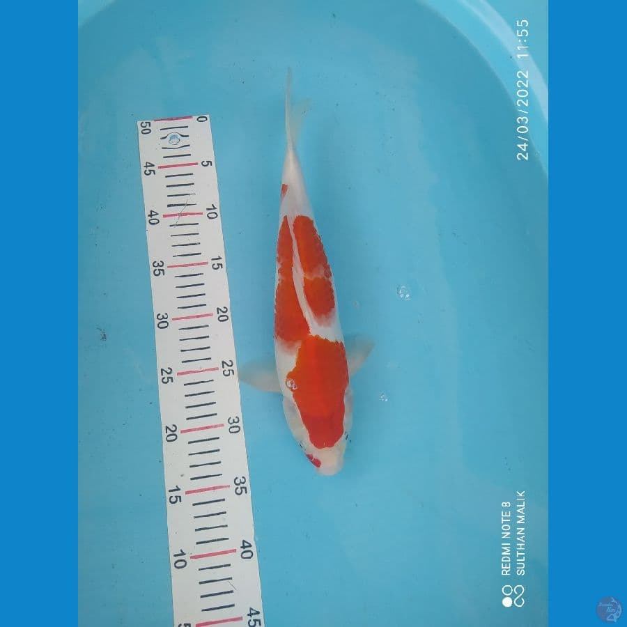 kohaku 35 cm oryginal