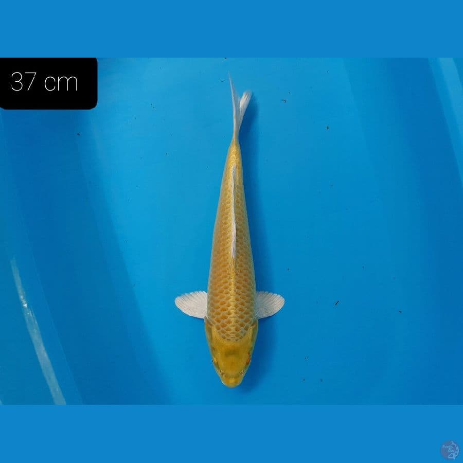 *YAMABUKI 37CM//FM*
