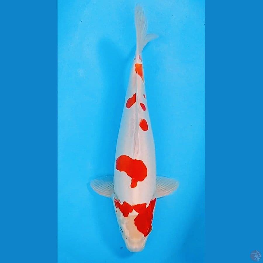 Doitsu Kohaku Sakura.. 45cm/fm™