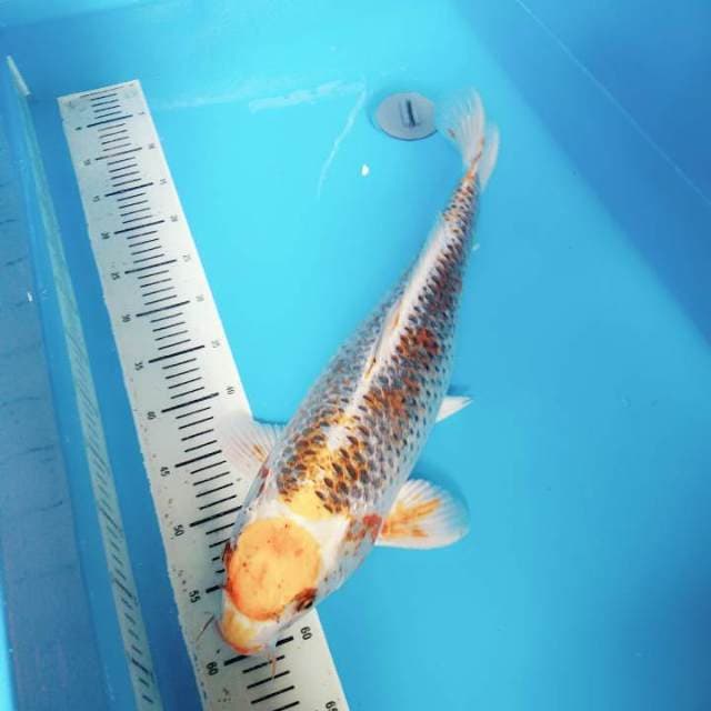 Monster kolam 53cm maruten kin kujaku