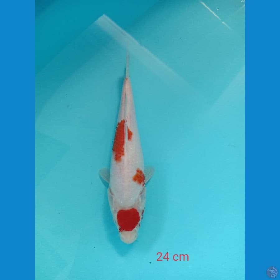 kohaku maruten