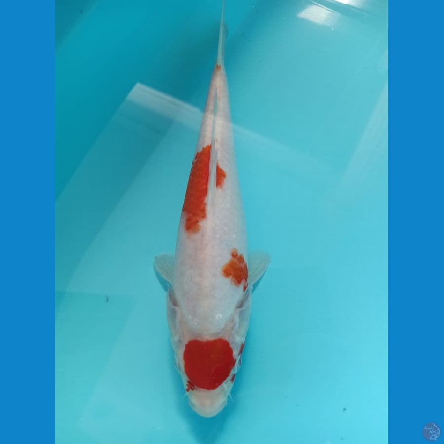 kohaku maruten