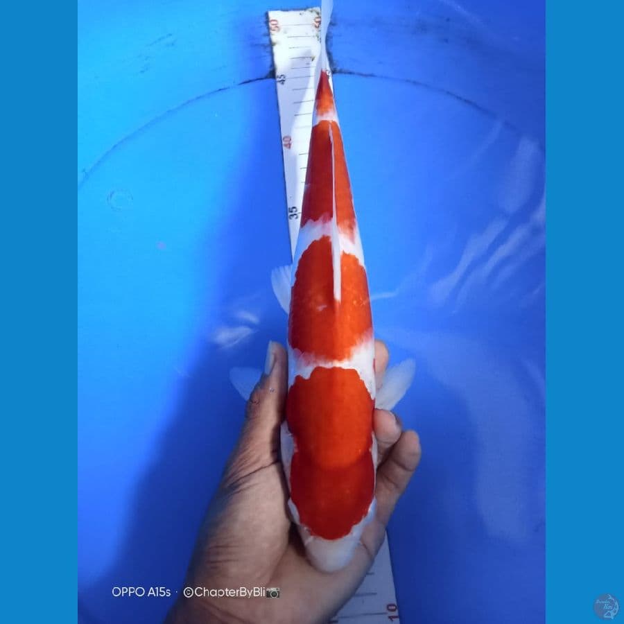 Kohaku strong 34/M