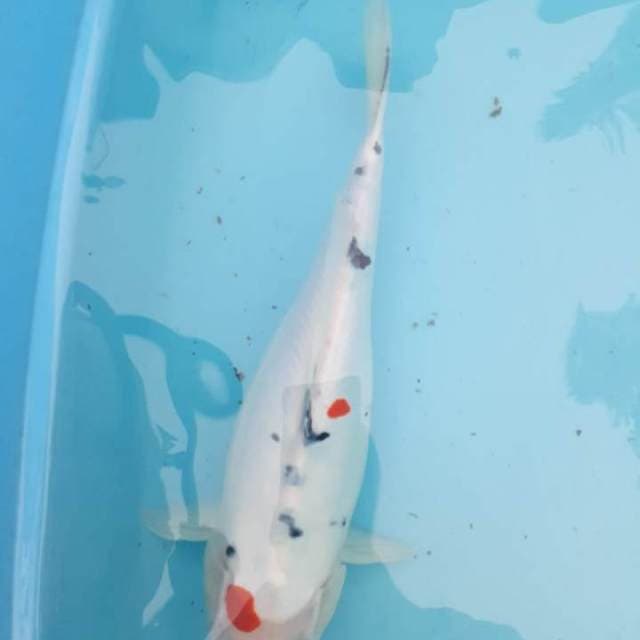 Sanke 36 cm