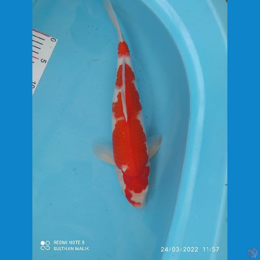kohaku 35 cm jos