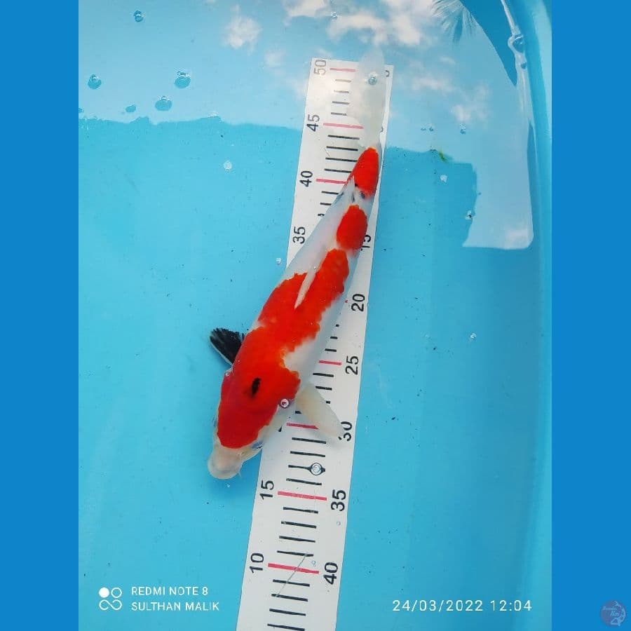 sanke strong 34 cm ory