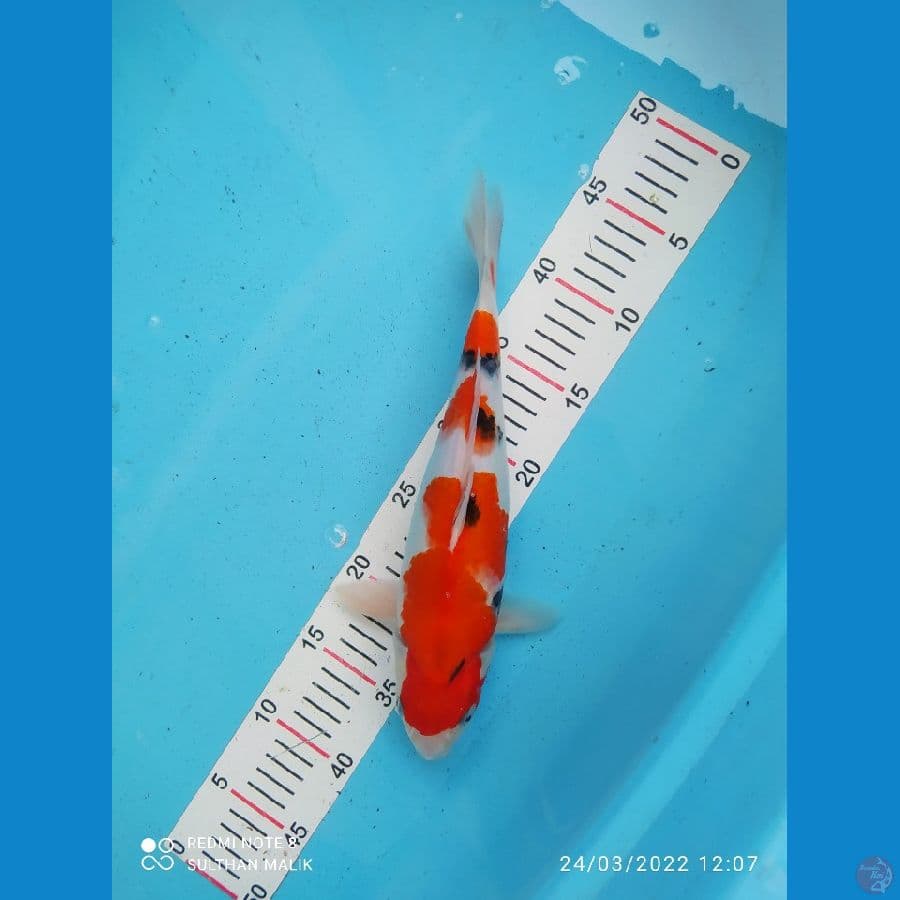 sanke ory 32 cm