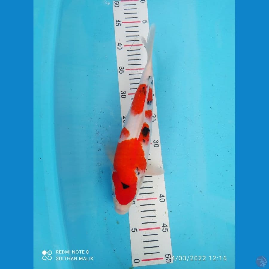 sanke strong 33 cm