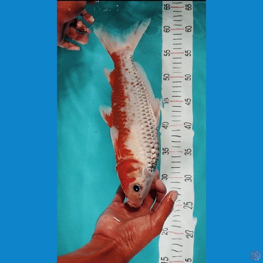 asagi 34 cm