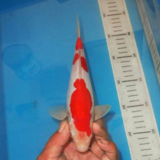 SANDAN KOHAKU