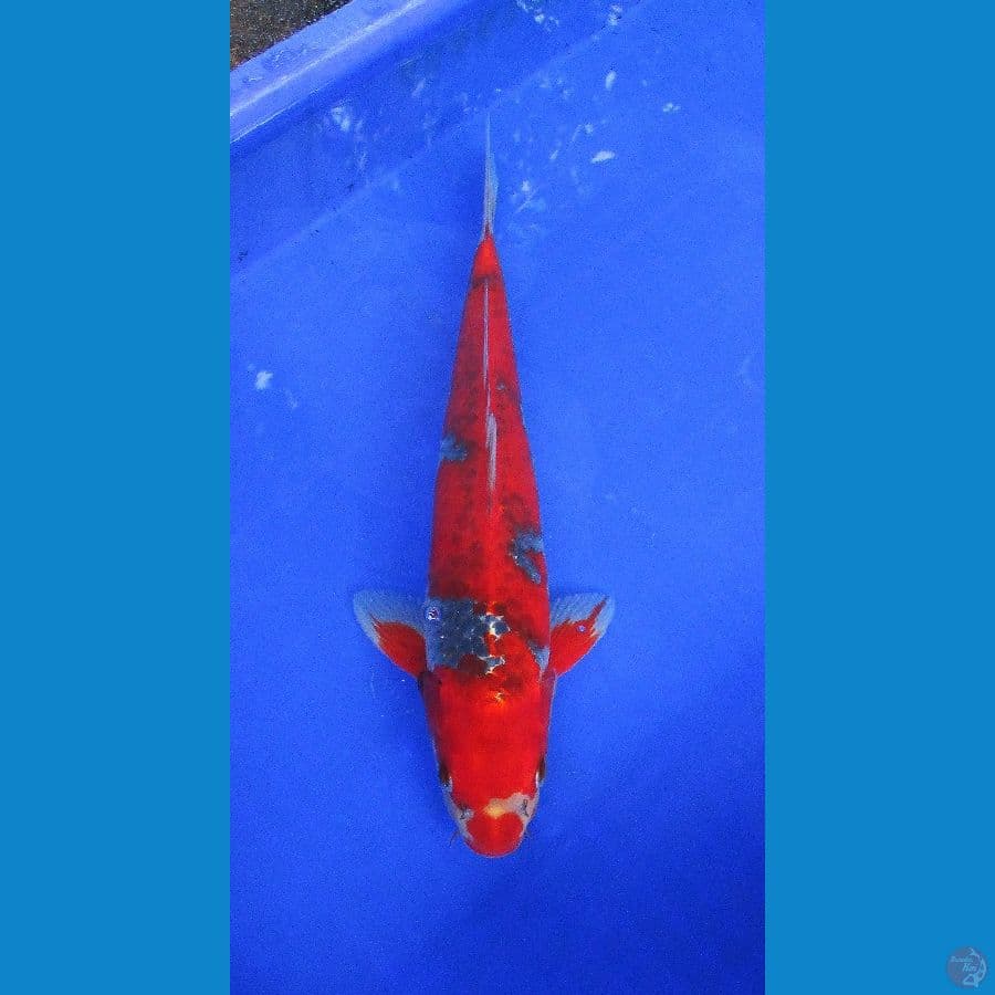 gosgiki merah stronge ±34cm jantan