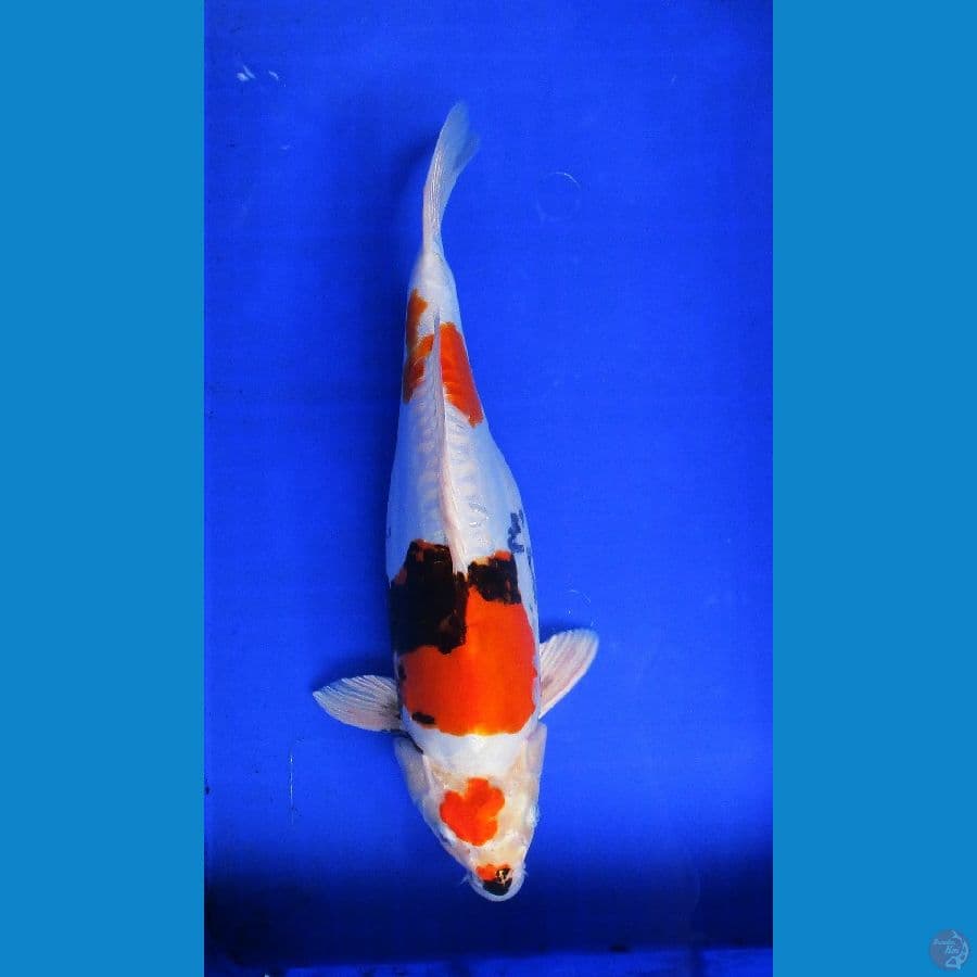 showa doitsu hikari ±40cm f