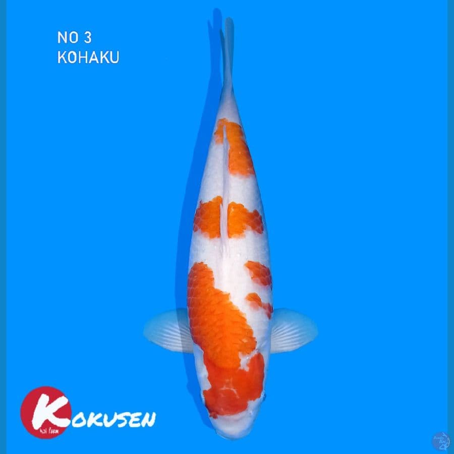 Kohaku power Bloodline Dainichi