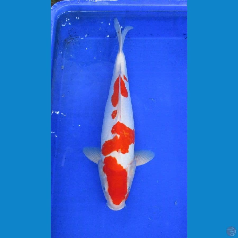 kohaku doitsu ±41cm