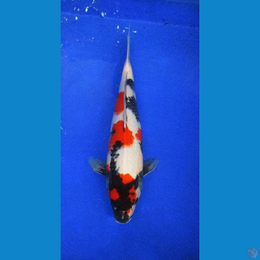 maruten showa ±38cm Hq