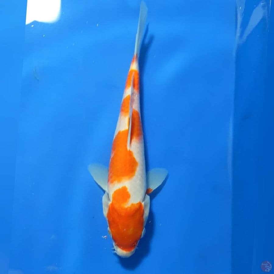KOHAKU 23cm