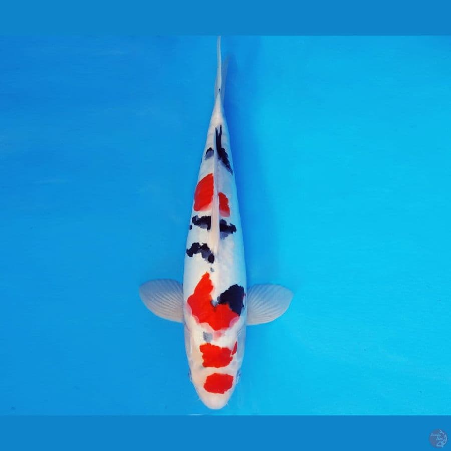 AKIRA 1 - SANKE DOITSU 36 cm/male ®