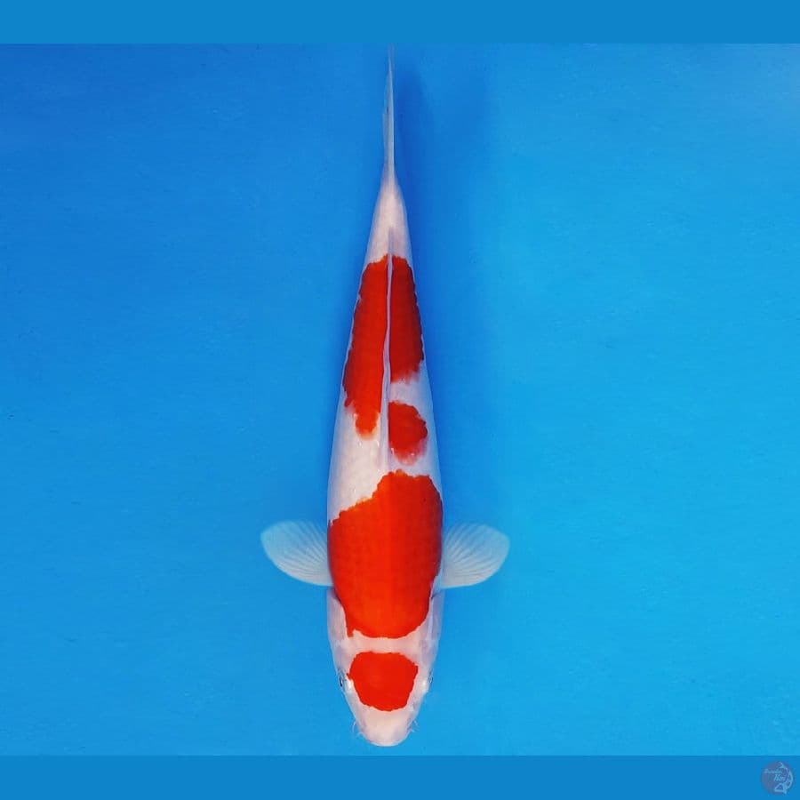 AKIRA 2 - MARUTEN KOHAKU 32 cm/fm ®