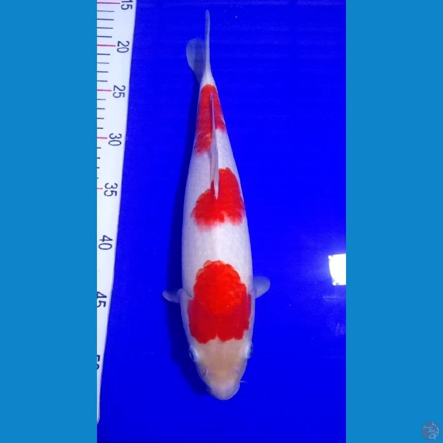 KOHAKU 33CM