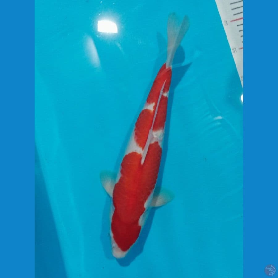 Kohaku cut kering 40 cm
