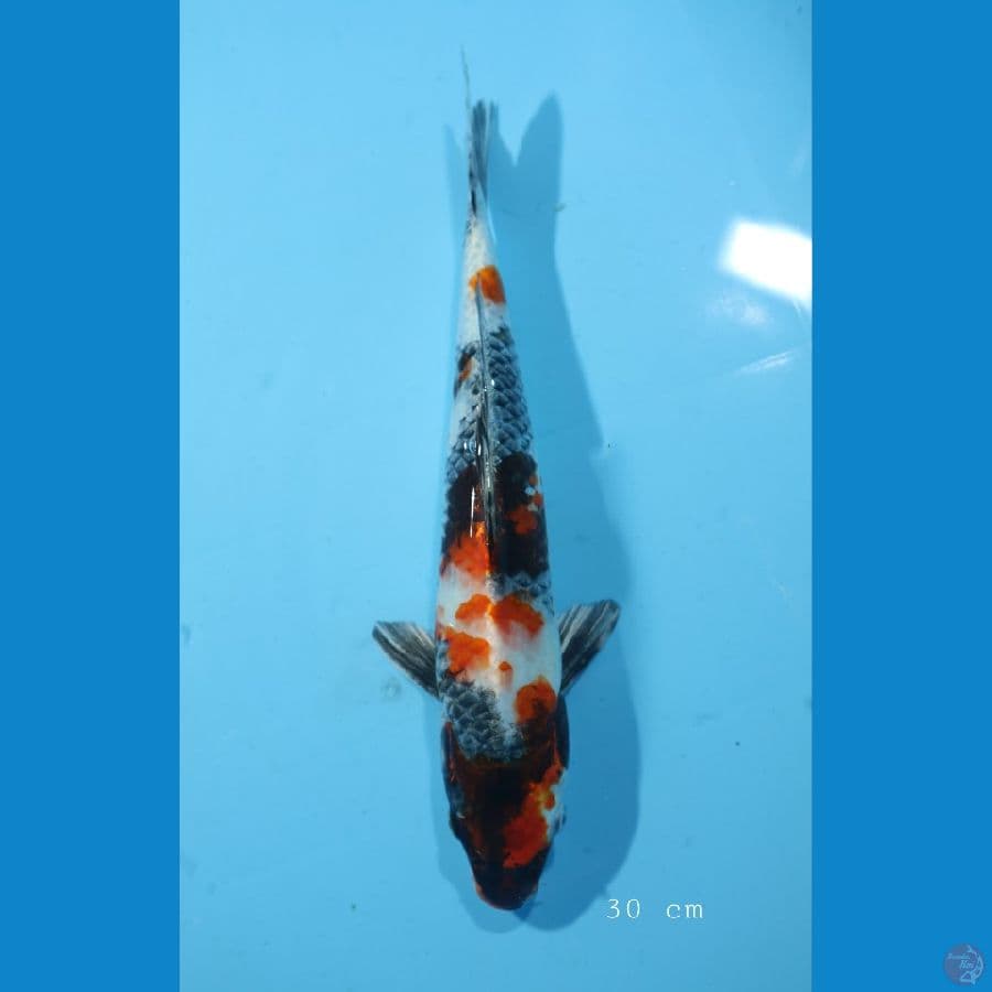 KIN SHOWA 30 CM