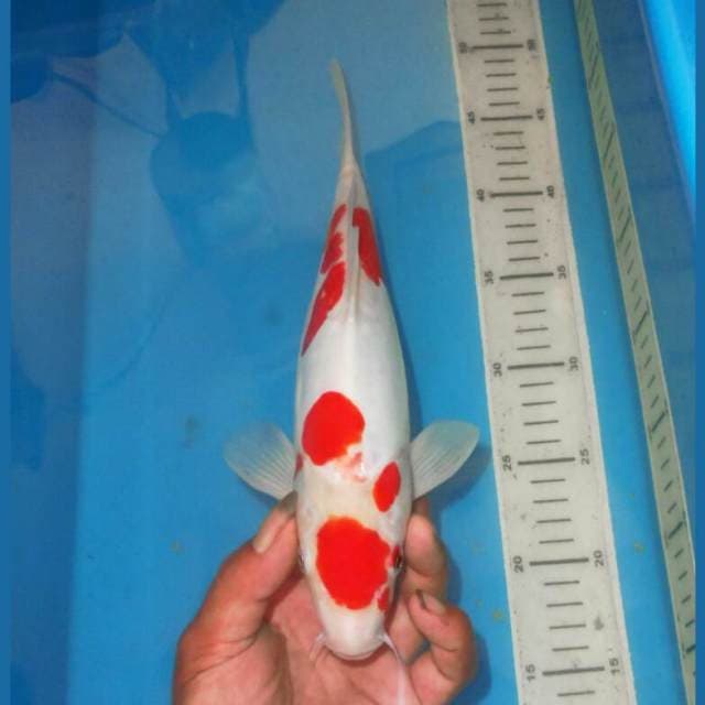 KOHAKU SALJU