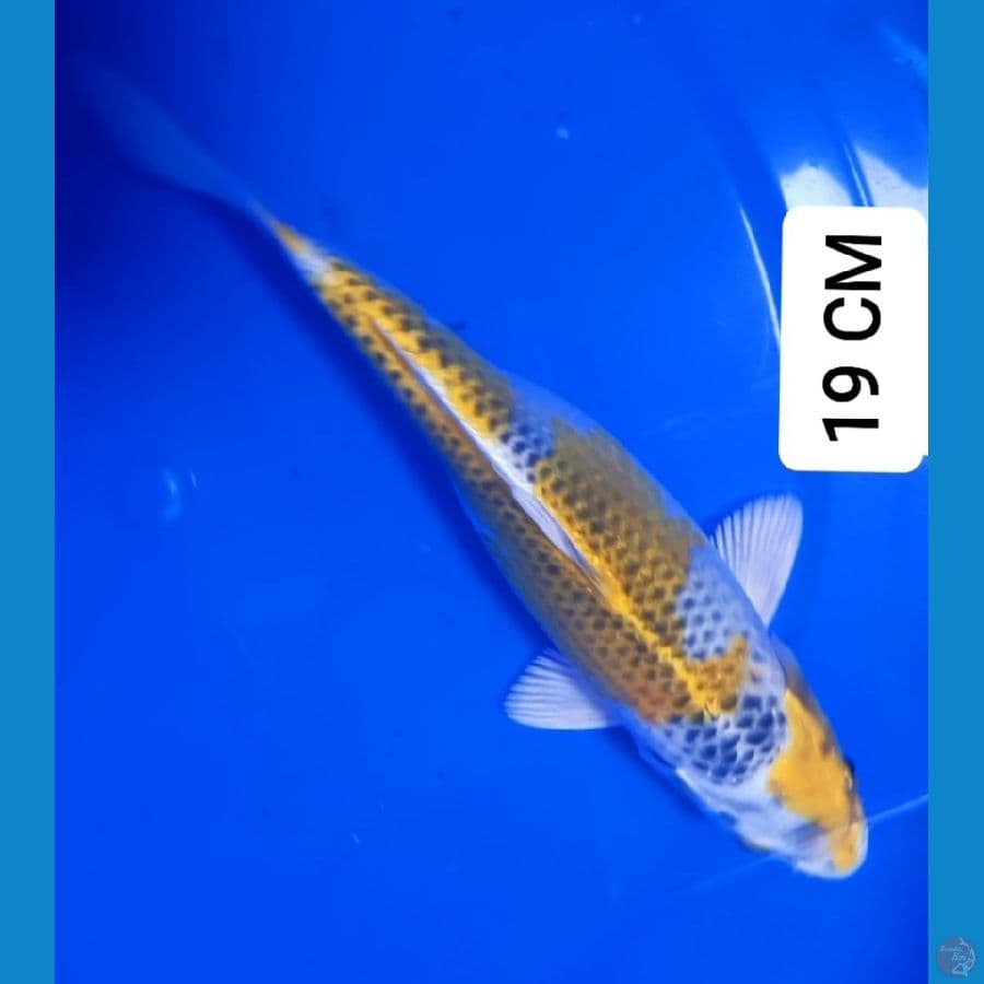 Kujaku 19 CM