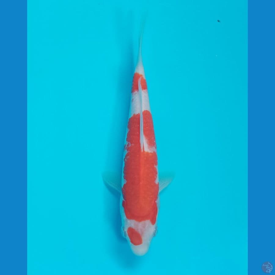 Kohaku 20BU ori