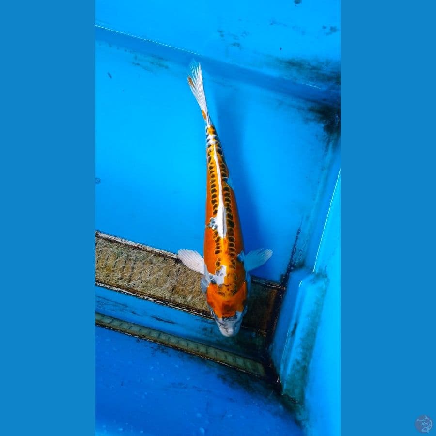 29cm