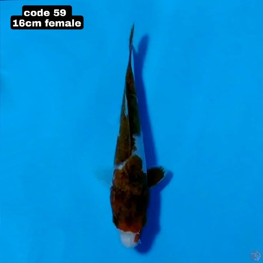 goromo 16cm female