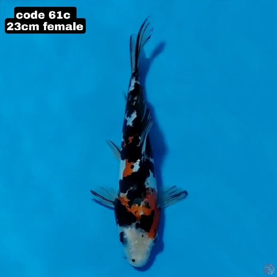 doitsu 23cm female