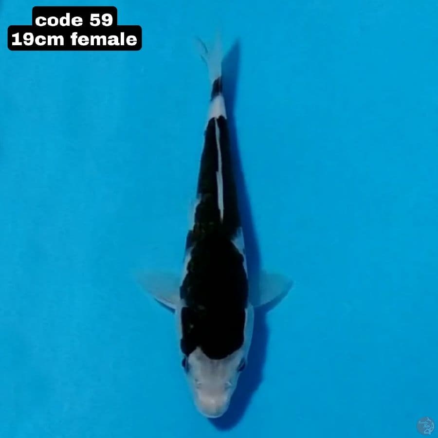 budo goromo 19cm female