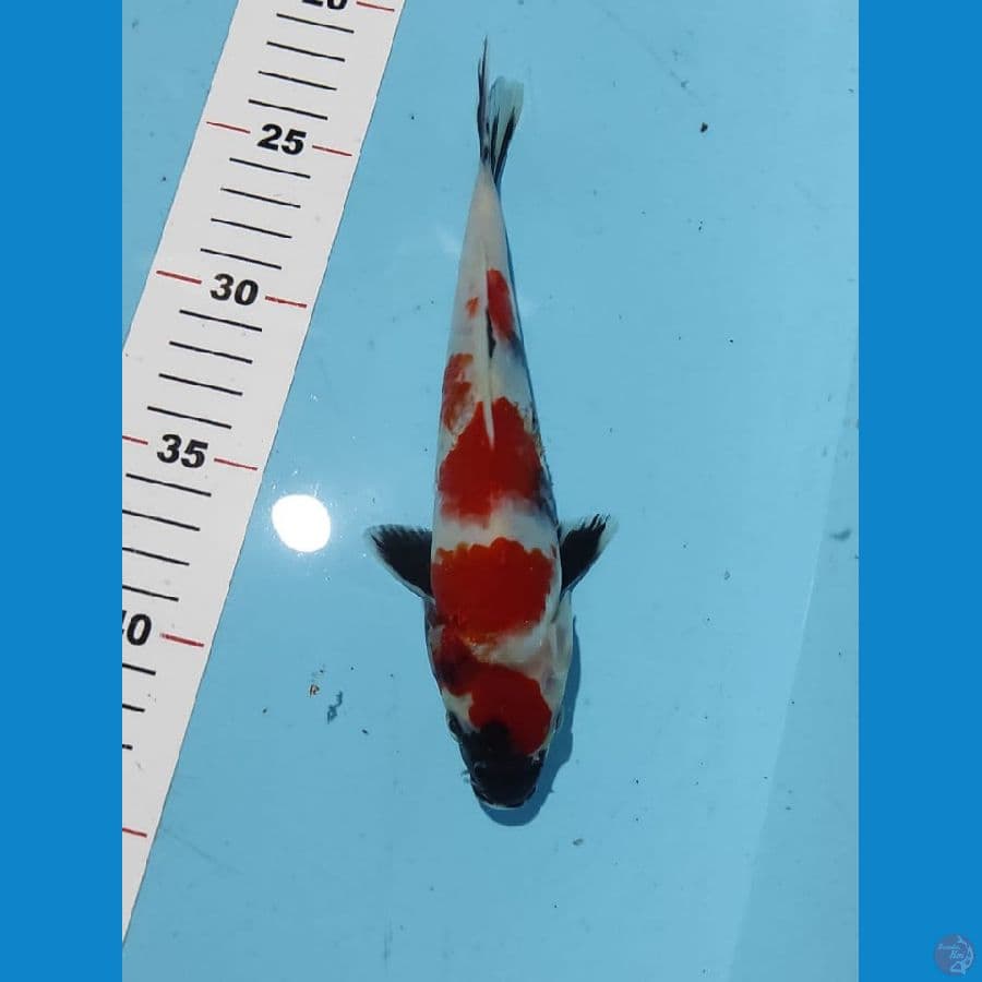 showa 20 cm