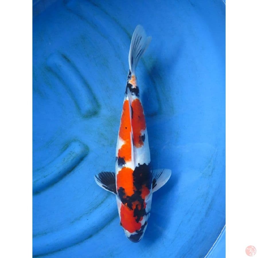 43cm - F1 Showa Sanshoku