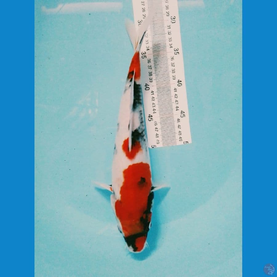 showa (-+37cm)