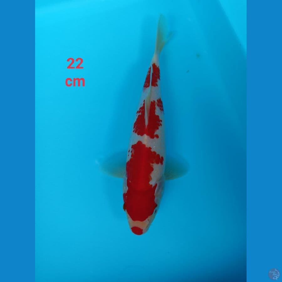 kohakhu strong 22 cm