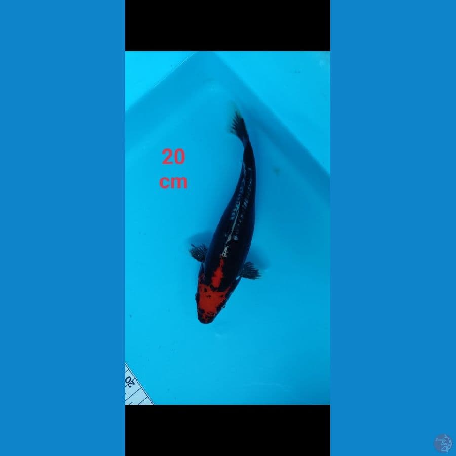 Benykumonryu 20 cm