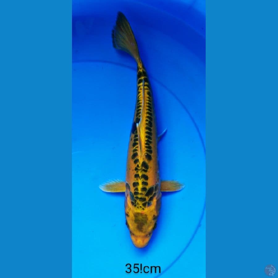 kiko 35 cm