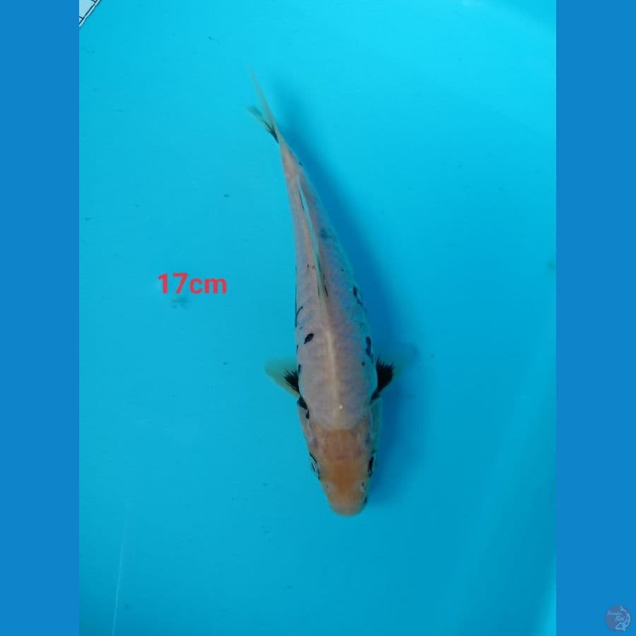 kumonryu 17 cm