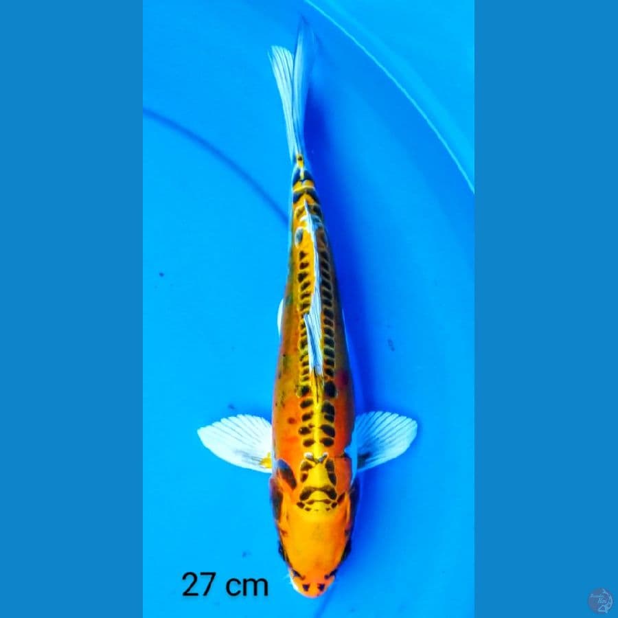 kiko masze 27 cm