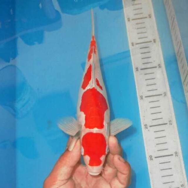 KOHAKU 4STEP