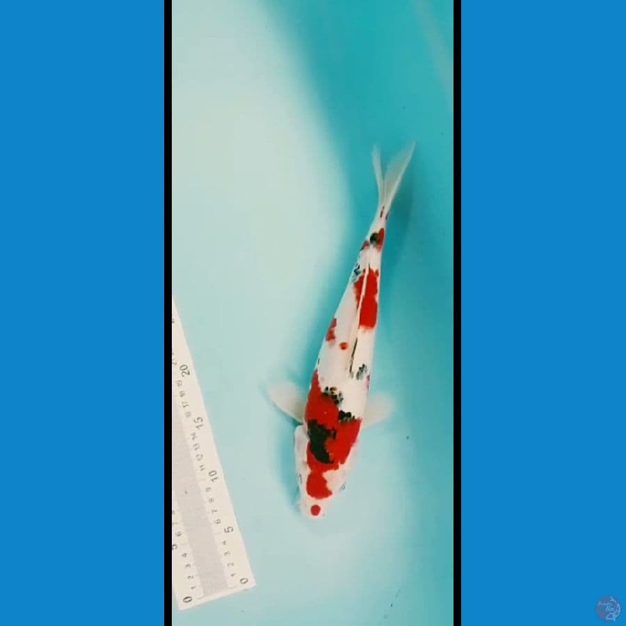 sanke 34cm