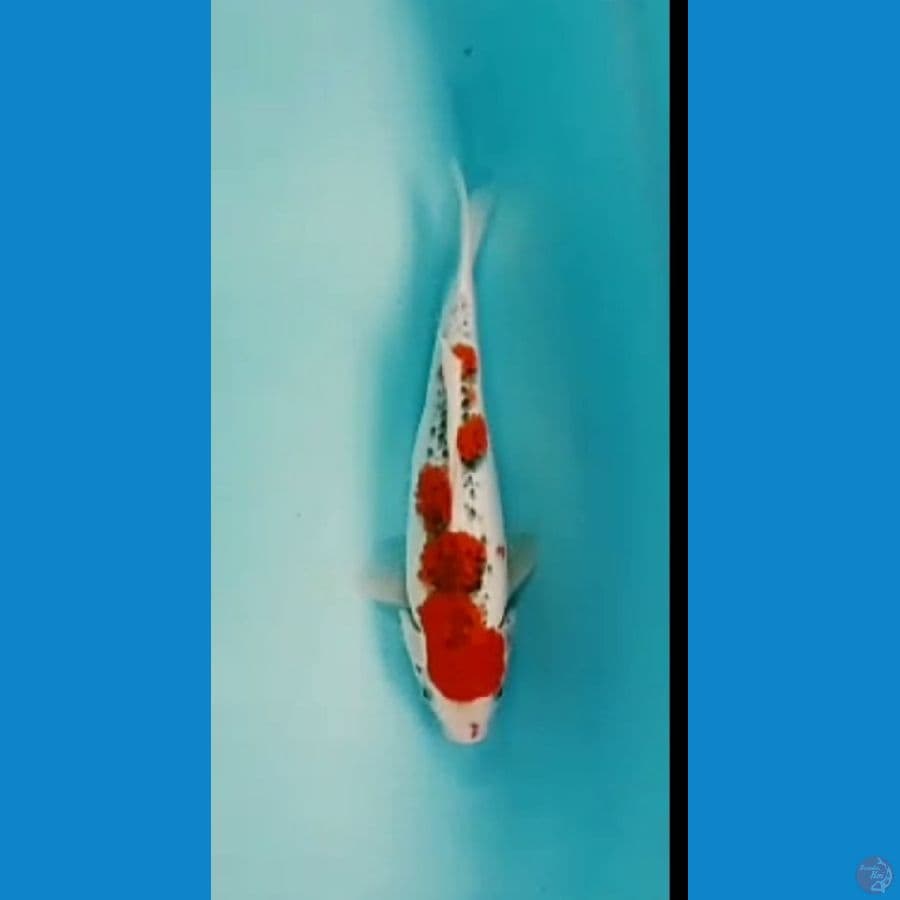 gosiki 31cm
