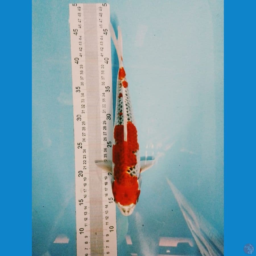 kujaku 31 cm