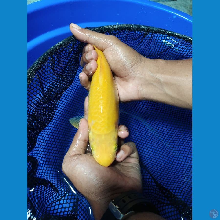 Karashi 26 CM